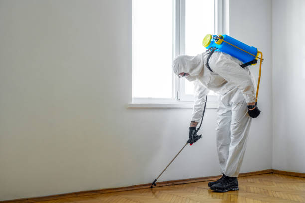 Best Insect Control  in Springerville, AZ