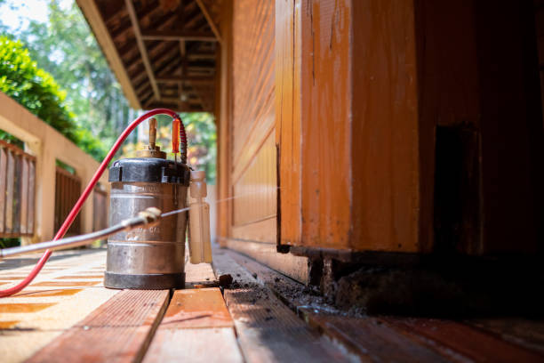 Best Local Pest Control Services  in Springerville, AZ