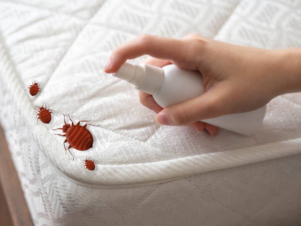 Best Pest Prevention Services  in Springerville, AZ