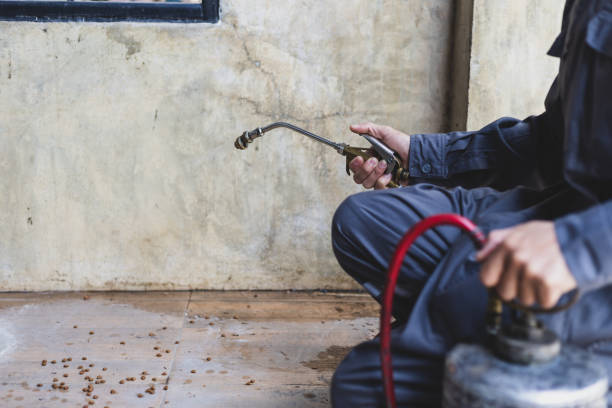 Best Ant Control Services  in Springerville, AZ